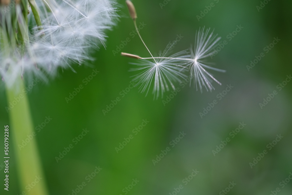 Fototapeta premium Dandelion white head. Close up macro image of dandelion seed heads with delicate lace-like patterns. Detail shot of a dandelion. Closed Bud of a dandelion. Dandelion white flowers in green grass.