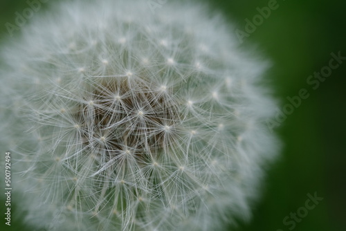 Dandelion white head. Close up macro image of dandelion seed heads with delicate lace-like patterns. Detail shot of a dandelion. Closed Bud of a dandelion. Dandelion white flowers in green grass.