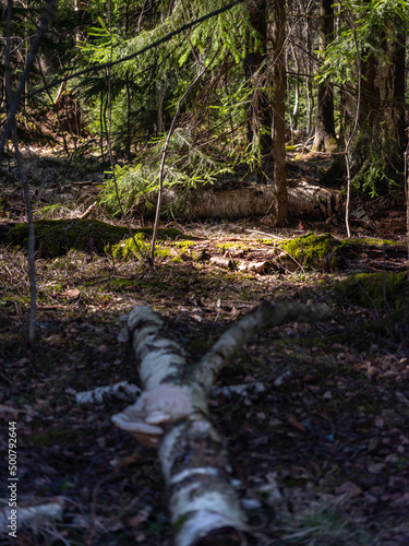 Fotografie, Obraz Sunrays casting light at primeval forest