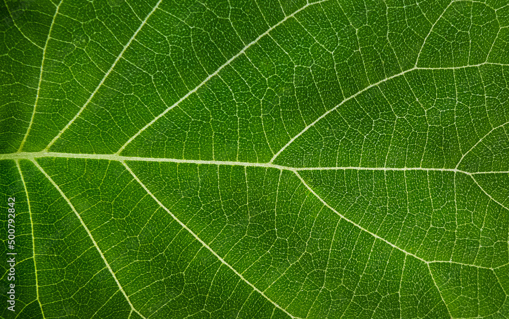 Macro texture of a green leaf Macro texture of a green leaf