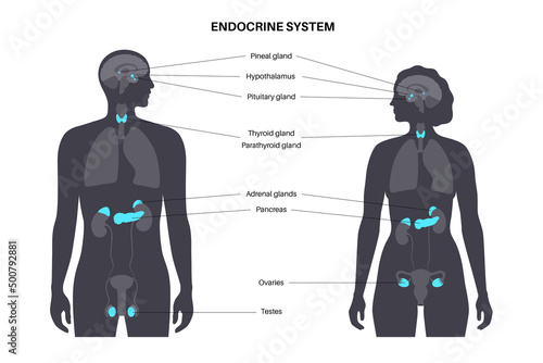 Human endocrine system photo