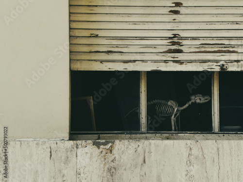 Esqueleto animal bajo la persiana