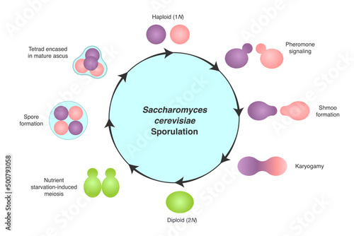 Diagram of Saccharomyces cerevisiae sporulation