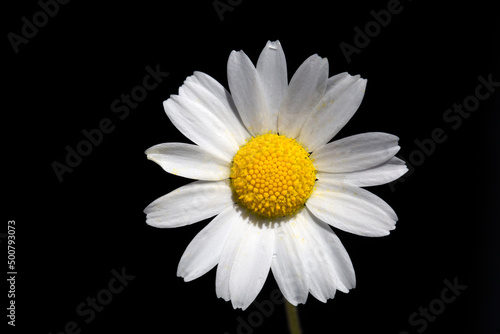 Small white daisy camomile ...