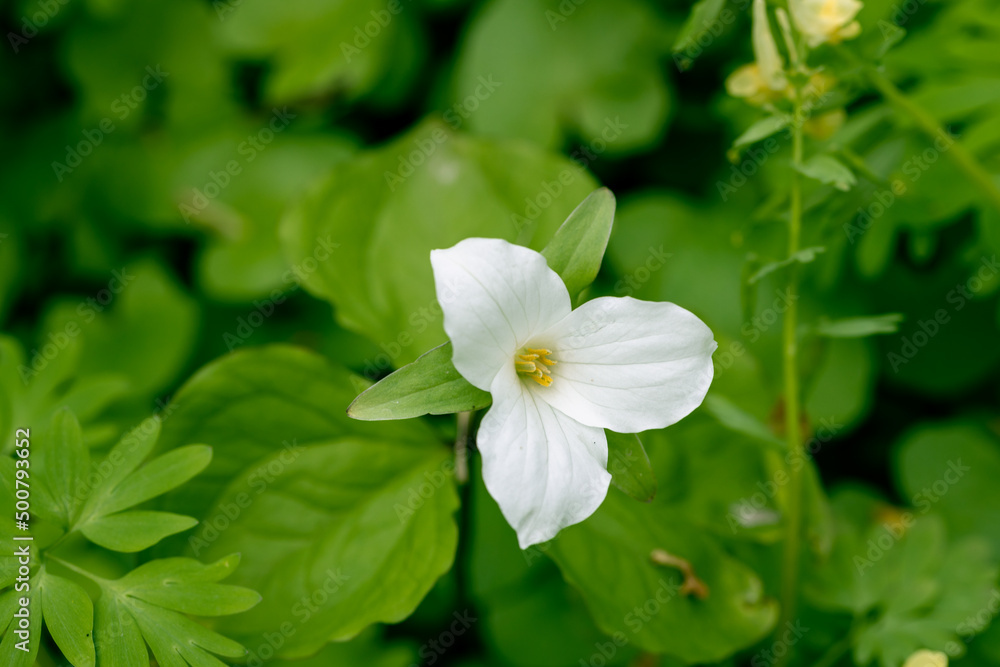 Trillium grandiflorum Snowbunting blossoms in the garden in spring Trillium grandiflorum Snowbunting blossoms in the garden in spring