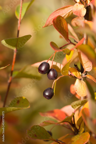 The black chokeberry (lat. Aronia melanocarpa), of the family Rosaceae. Central Russia.