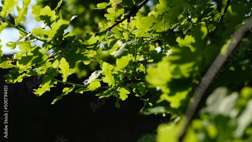 Oaktree brunches in daylight. Green oak leaves on a branch. The foliage of the trees against the blue sky. Spring oak leaves in sunlight. Spring oak leaves on a dark background. Tree branches 