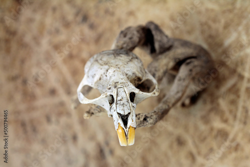 skull of the Shrew mouse © TwilightArtPictures