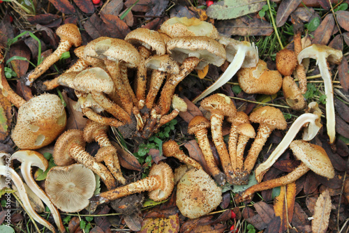 Shaggy scalycap (Pholiota squarrosa) mushrooms in wild. September, Belarus