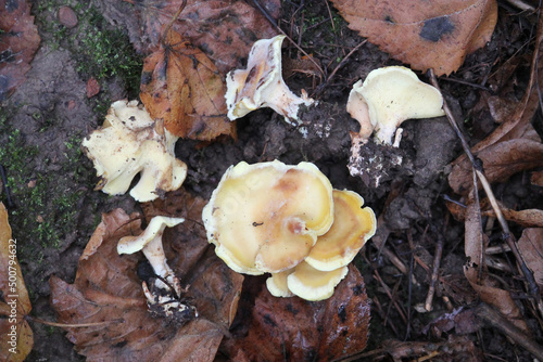 Xanthoporus syringae (syn. Albatrellus syringae) mushrooms in wild. September, Belarus photo