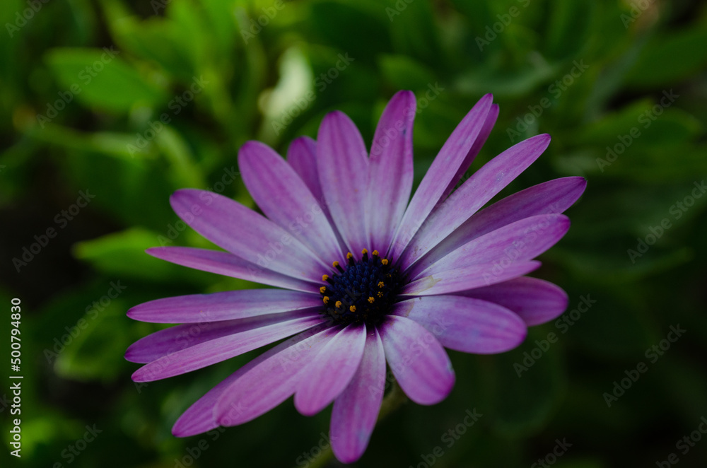 Flor Violeta Flor Violeta