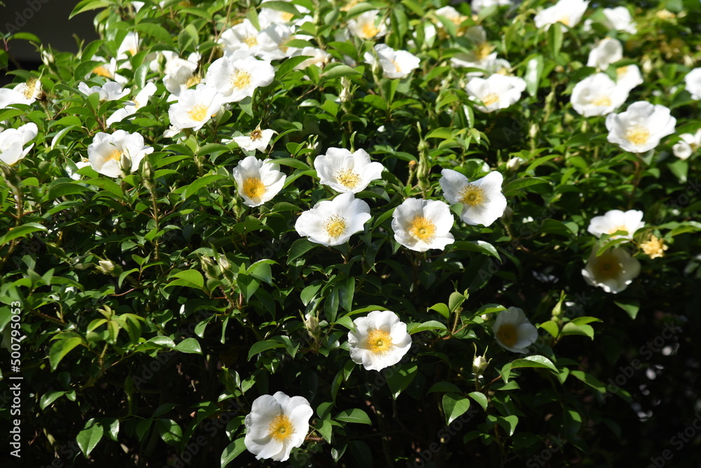 Cherokee rose (Rosa laevigata) flowers. Rosaceae evergreen vine shrub ...