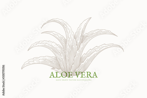Hand-drawn aloe vera bush in engraving style. Medicinal, cosmetic plant. Design element for cosmetics, medicine. Tropical plant on a light background isolated. Vector botanical illustration.
