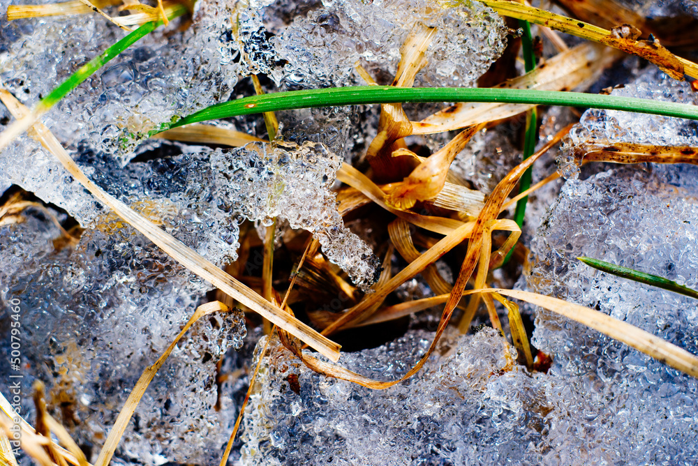 yellow and green grass covered with brittle ice