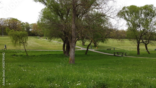 trees in the park