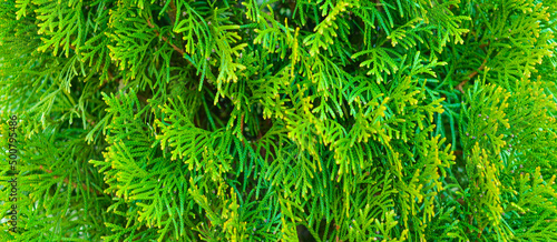 Thuja green background, coniferous trees, texture of the wood color green leaves. Copy space. Banner.