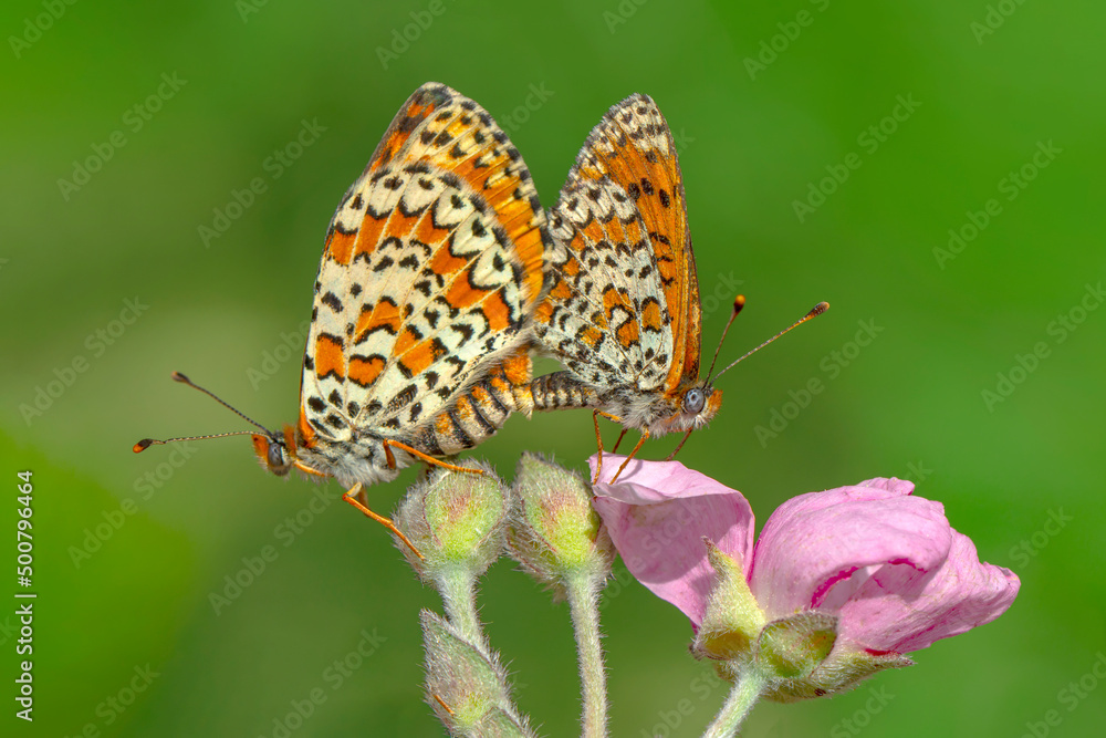 Obraz premium Macro shots, Beautiful nature scene. Closeup beautiful butterfly sitting on the flower in a summer garden.