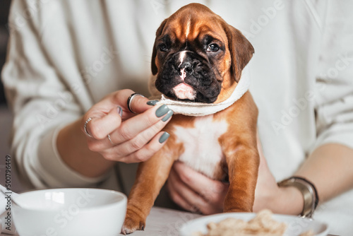 A young woman eats breakfast at the table and feeds cereal and milk to a small German boxer puppy. The concept of treating dogs as friends, as people © Ольга Рязанцева