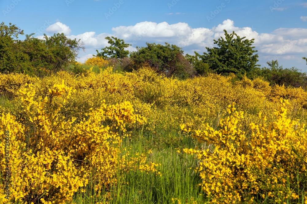Cytisus scoparius common Scotch broom yellow flowering Cytisus scoparius common Scotch broom yellow flowering