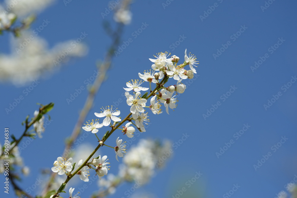 young plum branches, flowering cherry plum branch, bee young plum branches, flowering cherry plum branch, bee