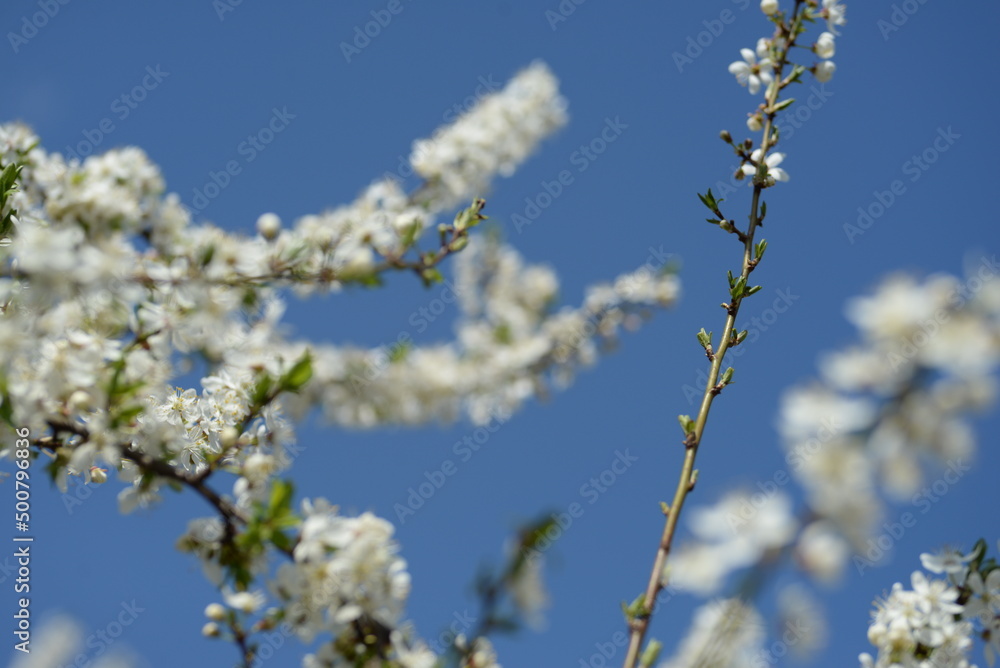 young plum branches, flowering cherry plum branch, bee young plum branches, flowering cherry plum branch, bee
