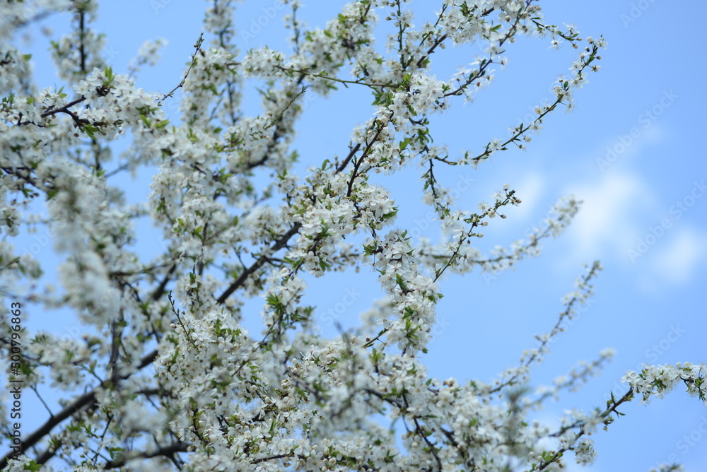 young plum branches, flowering cherry plum branch, bee young plum branches, flowering cherry plum branch, bee