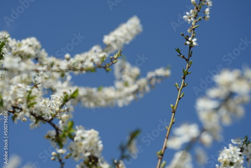 young plum branches, flowering cherry plum branch, bee © Анна Климчук