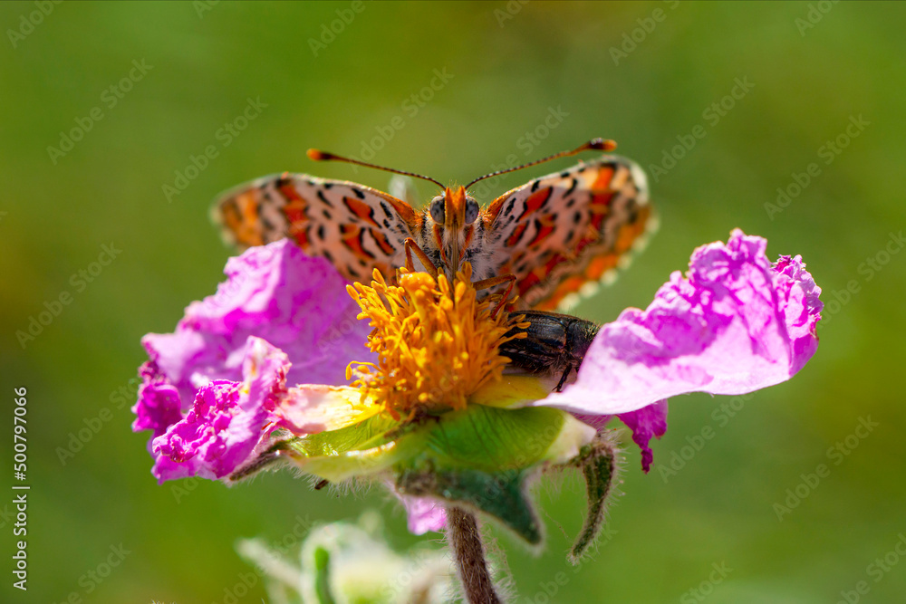 Macro shots, Beautiful nature scene. Closeup beautiful butterfly sitting on the flower in a summer garden. Macro shots, Beautiful nature scene. Closeup beautiful butterfly sitting on the flower in a summer garden.