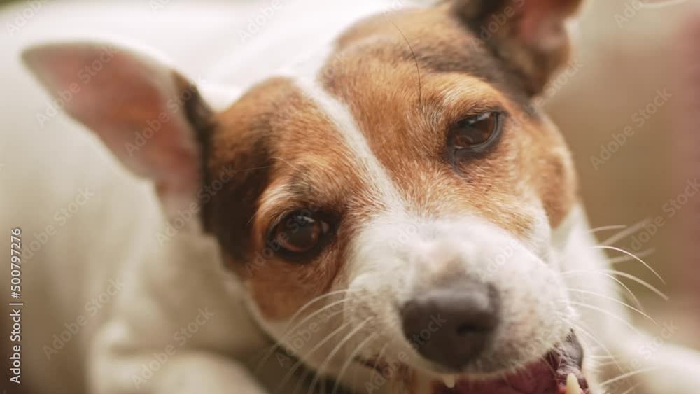 Jack Russell Terrier dog gnaws on the bone on a path. Jack Russell Terrier dog gnaws on the bone on a path.