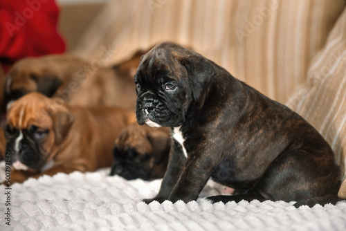 little german boxer puppies play at home on the couch © Ольга Рязанцева