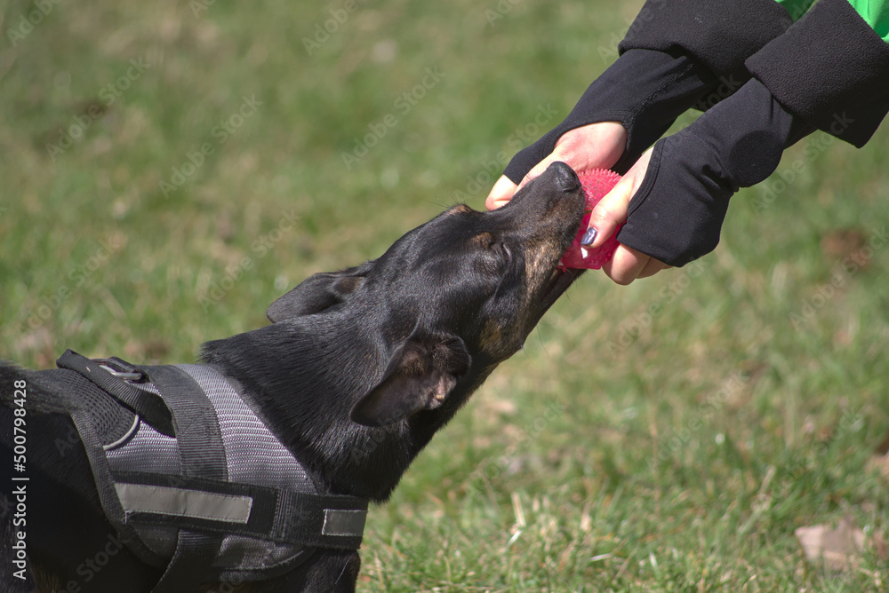 Playing dog on a background of green grass. Playing with a dog. Fun in the park. Domestic animal while playing. Playing dog on a background of green grass. Playing with a dog. Fun in the park. Domestic animal while playing.