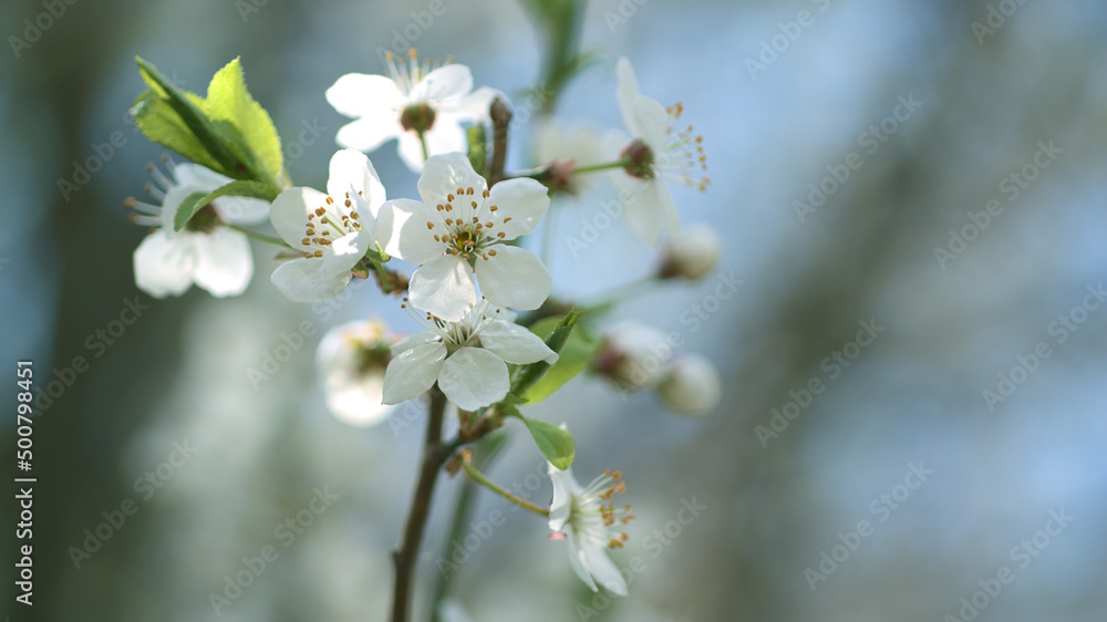 The white flowers of a fruit tree in the daylight against a blurred blue sky. The white flowers of a fruit tree in the daylight against a blurred blue sky.