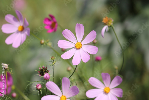 Pink flowers of Cosmos plants  Cosmos bipinnatus  in garden. August  Belarus