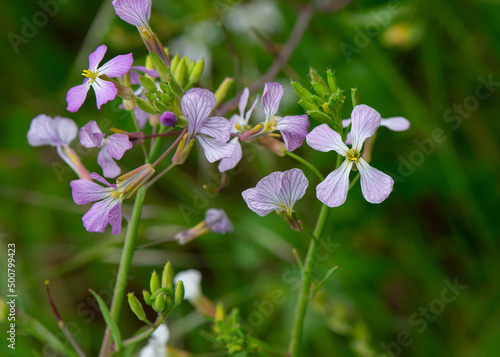 Purple and white colored Wild Radish blossoms (Raphanus raphanistrum) and buds. © Diane N. Ennis