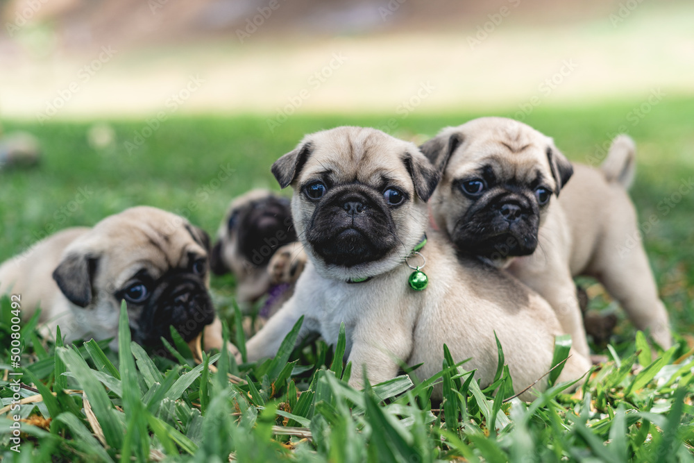 Beautiful pug puppies outdoors on green lawns