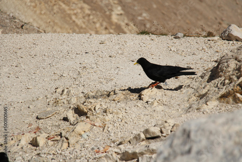 Alpine chough on a rocky ground in a sunny day. photo