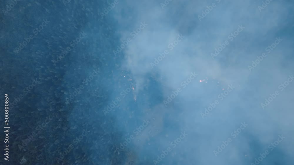 Rough wildfire in remote area, where giant sequoias occur naturally Rough wildfire in remote area, where giant sequoias occur naturally