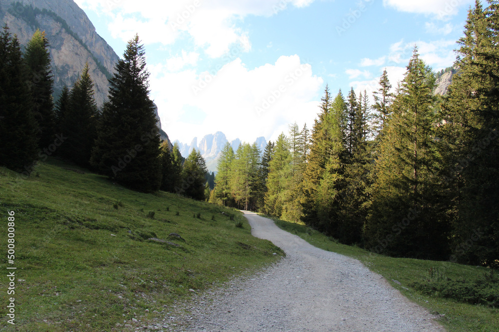 Country road between fir trees with mountains on background, Val Contrin, Italian Alps.