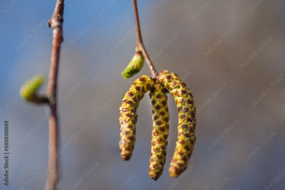 Fototapeta premium Background with the first spring blossoming birch birch flowers. Twig of pollen flowering allergen object on a background of blue sky.