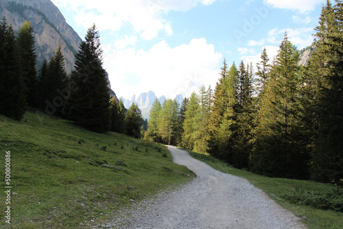 Country road between fir trees with mountains on background, Val Contrin, Italian Alps.