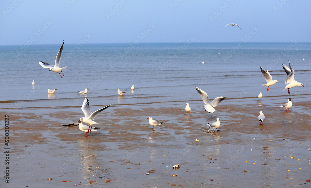 Many seagulls are playing by the sea Many seagulls are playing by the sea