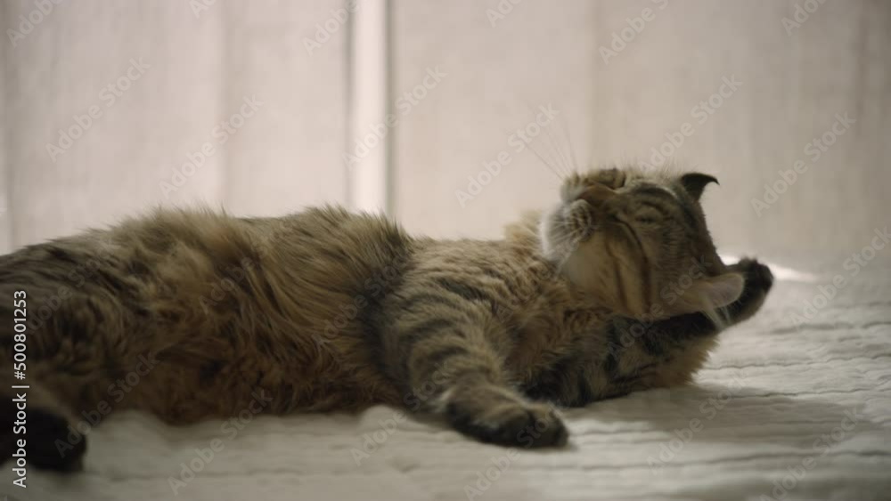A young highland lynx cat licks its belly. The sly house cat washes. The kitten licks its lips after eating and washes with its paw. A young highland lynx cat licks its belly. The sly house cat washes. The kitten licks its lips after eating and washes with its paw.