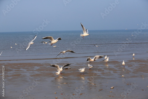 Many seagulls are playing by the sea © hanmaomin