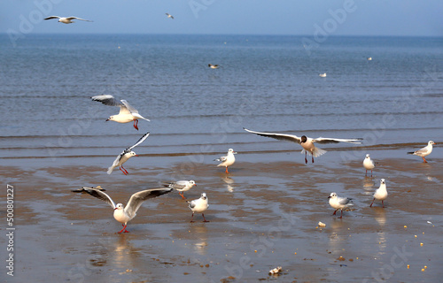 Many seagulls are playing by the sea