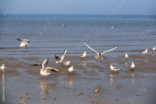 Many seagulls are playing by the sea