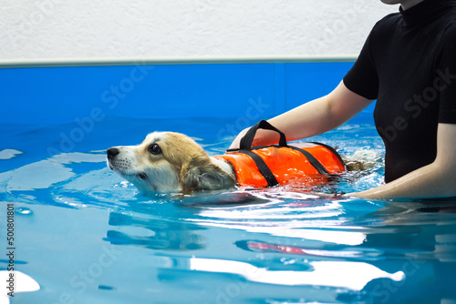 Canvastavla Corgi dog in life jacket swim in the swimming pool