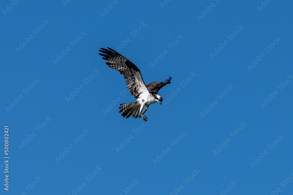Fototapeta premium Osprey in Flight
