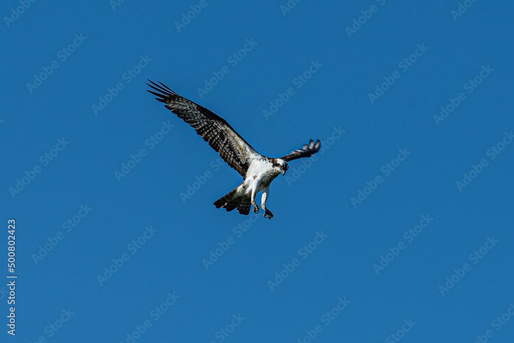 Fototapeta premium Raptor in Flight