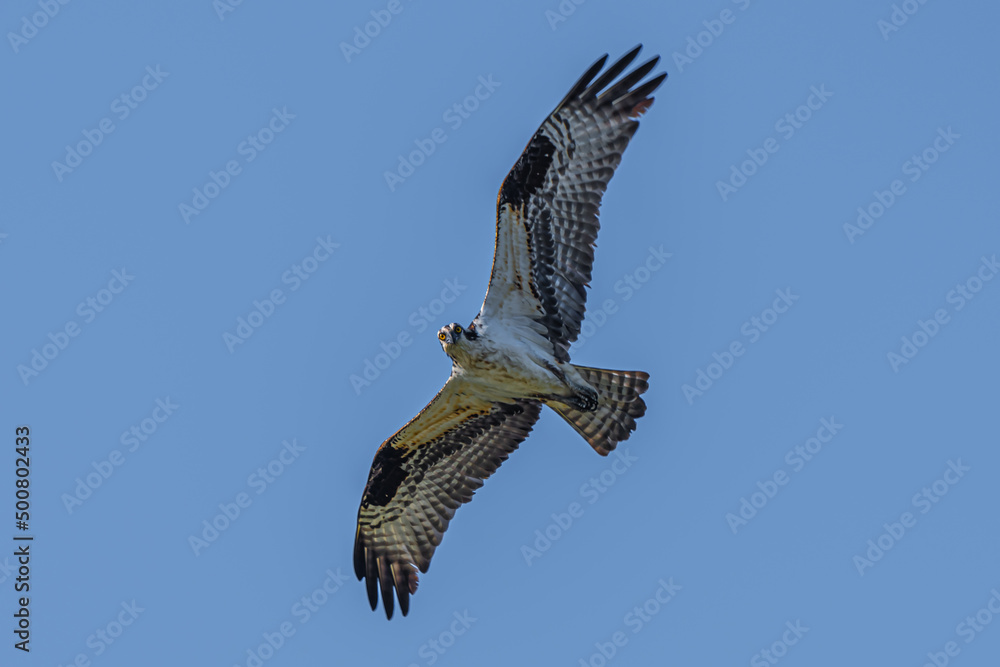 Fototapeta premium Osprey