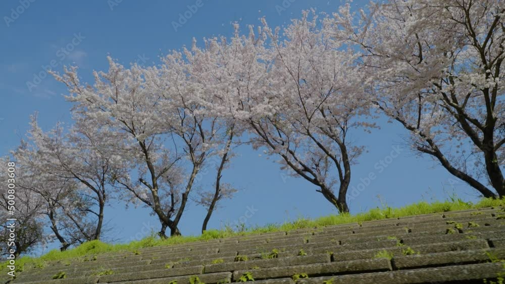 桜,日本,春, Tokyo